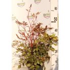 Kerti tollbuga piros Astilbe 'Fanal'