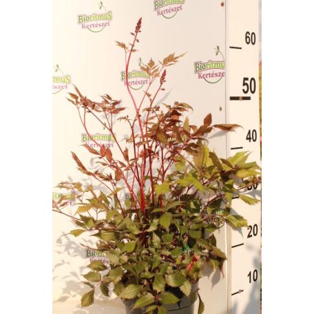 Kerti tollbuga piros Astilbe 'Fanal'