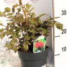 Kerti tollbuga piros Astilbe 'Fanal'