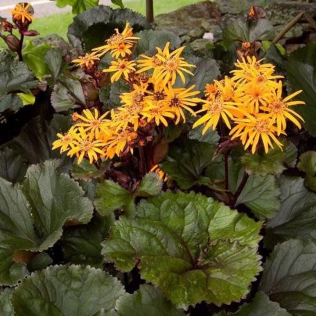 Kínai hamuvirág Ligularia dentata 'Midnight Lady'  20-30 cm