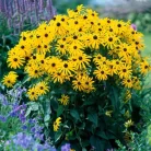 Sárga pompás kúpvirág Rudbeckia fulgida 'Goldsturm' 12-15 cm