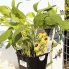 Sárga pompás kúpvirág Rudbeckia fulgida 'Goldsturm' 12-15 cm