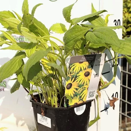 Sárga pompás kúpvirág Rudbeckia fulgida 'Goldsturm' 12-15 cm