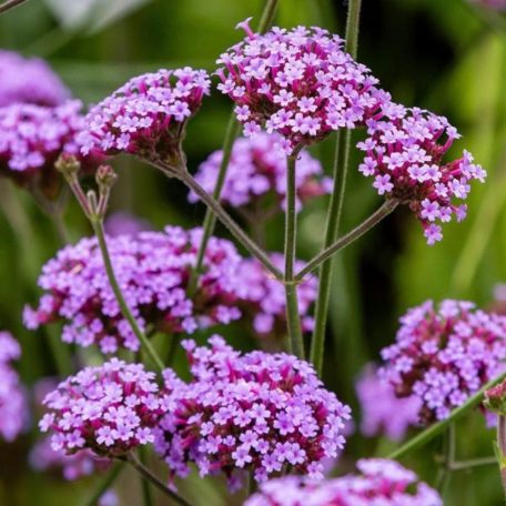 Ernyős verbéna, vasfű Verbena bonariensis