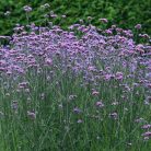 Ernyős verbéna, vasfű Verbena bonariensis
