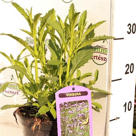 Ernyős verbéna, vasfű Verbena bonariensis