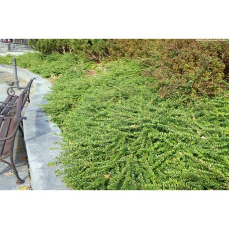 Terülő mirtuszlonc Lonicera nitida 'Maigrün' 1.5l
