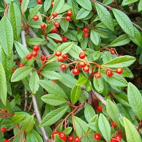 Szőnyeg madárbirs 'Bella' Cotoneaster hybrid Bella 1.5l