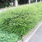 Örökzöld talajtakaró törpelonc Lonicera pileata 2l