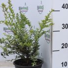 Örökzöld talajtakaró törpelonc Lonicera pileata 2l