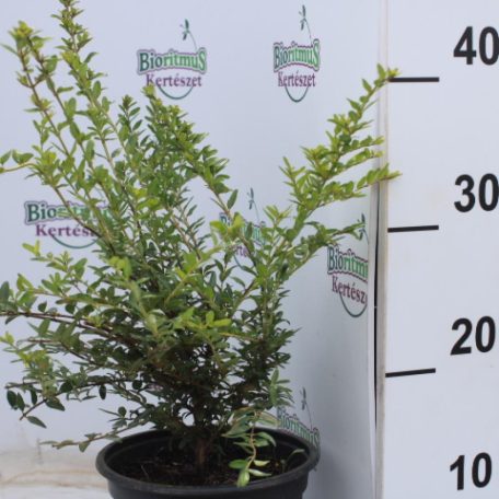 Örökzöld talajtakaró törpelonc Lonicera pileata 2l