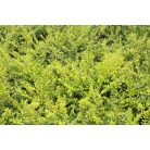 Örökzöld talajtakaró törpelonc Lonicera pileata 2l