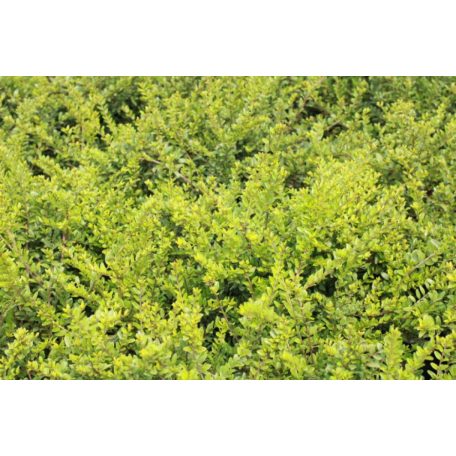 Örökzöld talajtakaró törpelonc Lonicera pileata 2l