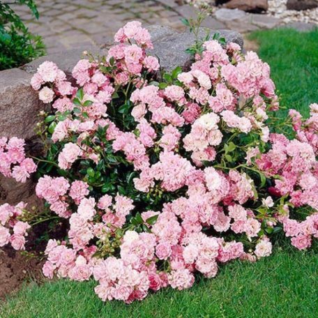 Rózsaszín talajtakaró rózsa Rosa 'The Fairy'  1.5 lit..