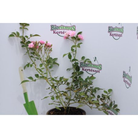 Rózsaszín talajtakaró rózsa Rosa 'The Fairy' 1.5 lit.