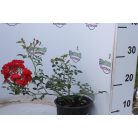 Rózsa talajtakaró piros telt Rosa 'Rote The Fairy' 30/40cm 1.5l