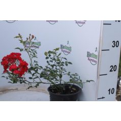  Rózsa talajtakaró piros telt Rosa 'Rote The Fairy' 30/40cm 1.5l
