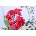 Rózsa talajtakaró piros telt Rosa 'Rote The Fairy' 30/40cm 1.5l