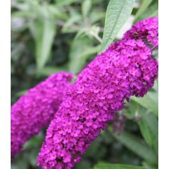   Illatos bíborlila nyáriorgona Buddleia davidii 'Royal Red' 2l