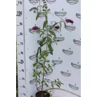 Illatos bíborlila nyáriorgona Buddleia davidii 'Royal Red' 2l