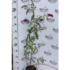   Illatos bíborlila nyáriorgona Buddleia davidii 'Royal Red' 2l