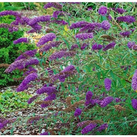 Kék virágú törpe nyáriorgona Buddleia davidii 'Nanho Blue'  2l