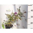 Kék virágú törpe nyáriorgona Buddleia davidii 'Nanho Blue' 2l