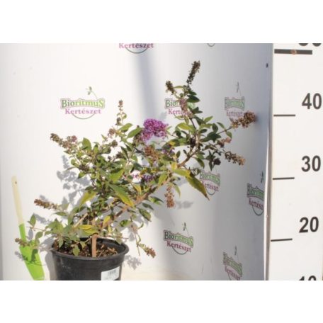 Kék virágú törpe nyáriorgona Buddleia davidii 'Nanho Blue' 2l