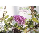 Kék virágú törpe nyáriorgona Buddleia davidii 'Nanho Blue' 2l