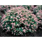 Japán gyöngyvessző rózsaszín  Spiraea japonica 'Little Princess' 1.5l