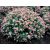 Rózsaszín japán gyöngyvessző Spiraea japonica 'Little Princess'  1.5l