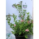 Japán gyöngyvessző rózsaszín  Spiraea japonica 'Little Princess' 1.5l