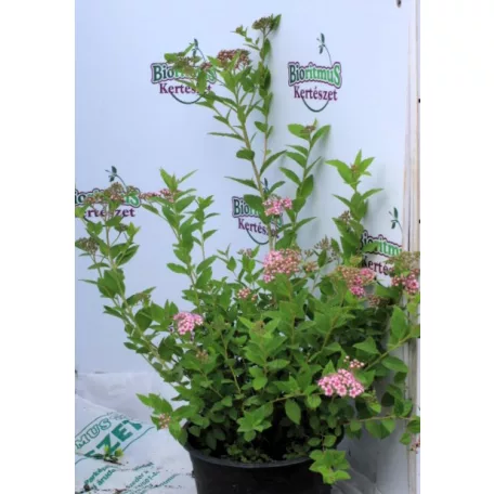Japán gyöngyvessző rózsaszín  Spiraea japonica 'Little Princess' 1.5l