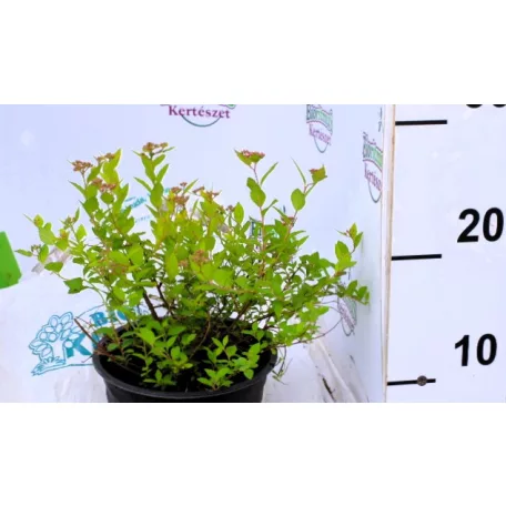 Japán gyöngyvessző rózsaszín  Spiraea japonica 'Little Princess' 1.5l