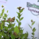 Japán gyöngyvessző rózsaszín  Spiraea japonica 'Little Princess' 1.5l