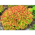 Sárga lombú gyöngyvessző Spiraea japonica 'Magical Carpet' 1.5l