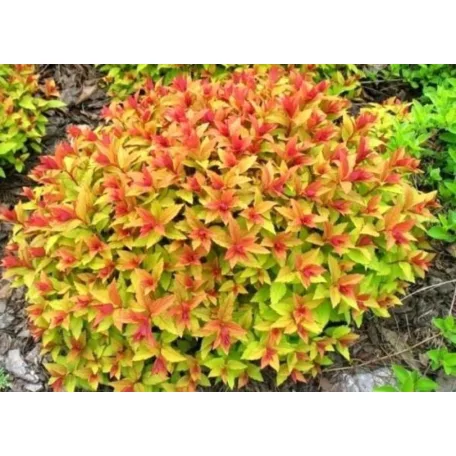 Sárga lombú gyöngyvessző Spiraea japonica 'Magical Carpet' 1.5l