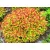 Sárga lombú gyöngyvessző Spiraea japonica 'Magical Carpet' 1.5l