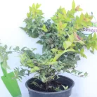 Sárga lombú gyöngyvessző Spiraea japonica 'Magical Carpet' 1.5l