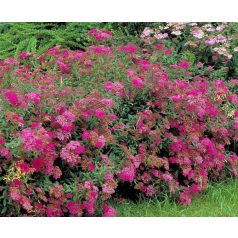   Pompás japán gyöngyvessző Spiraea bumalda Anthony Waterer 1.5l