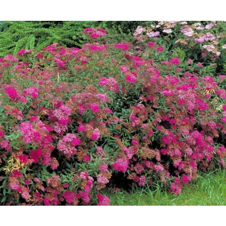 Pompás japán gyöngyvessző Spiraea bumalda Anthony Waterer 1.5l