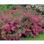 Pompás japán gyöngyvessző Spiraea bumalda Anthony Waterer 1.5l