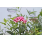 Pompás japán gyöngyvessző Spiraea bumalda Anthony Waterer 1.5l