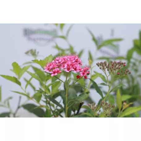 Pompás japán gyöngyvessző Spiraea bumalda Anthony Waterer 1.5l