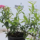 Pompás japán gyöngyvessző Spiraea bumalda Anthony Waterer 1.5l