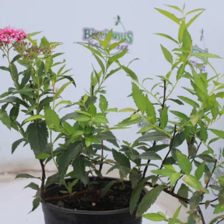 Pompás japán gyöngyvessző Spiraea bumalda Anthony Waterer 1.5l