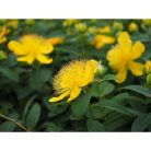 Örökzöld orbáncfű Hypericum calycinum 2l