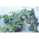 Örökzöld orbáncfű Hypericum calycinum 2l