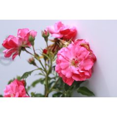 Talajtakaró rózsa Rosea Heidi Traum 15cm