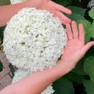 Cserjés hortenzia Hydrangea arb. Strong Annabelle